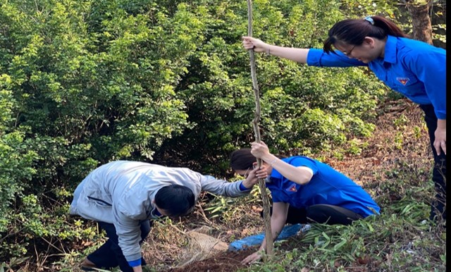 Chi đoàn thanh niên Sở Tư pháp tỉnh Điện Biên phát động trồng cây Hoa Ban tại di tích Đồi D1